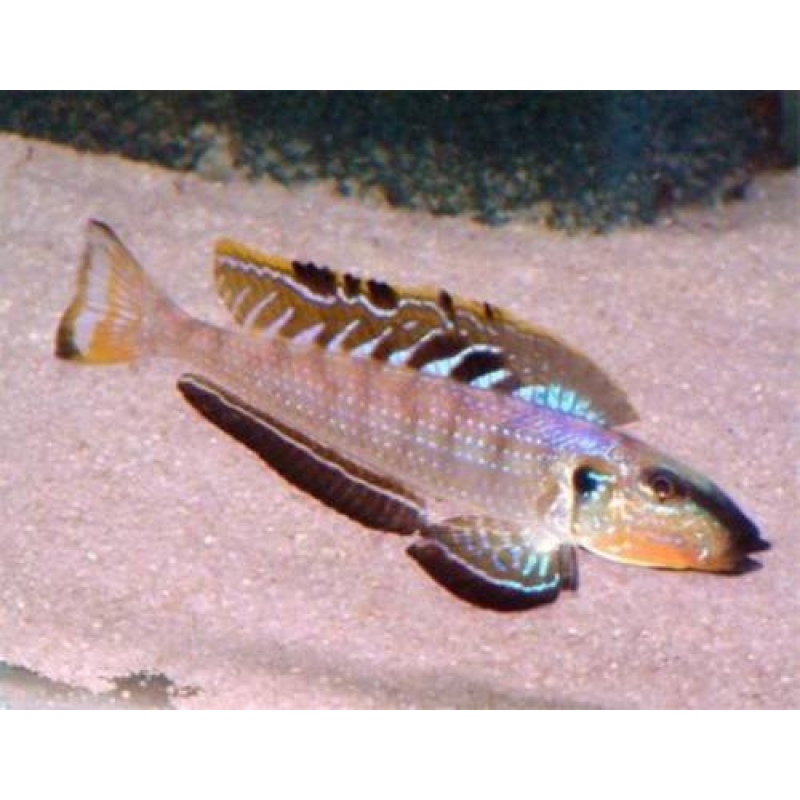 Enantiopus Melanogenys Utinta 4-5cm